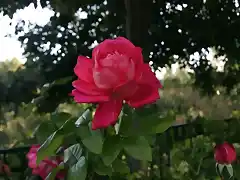 rosa en otoo