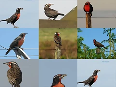 collage (Large)