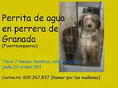 cachorrita de aguas en perrera de Granada