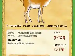 guanaco