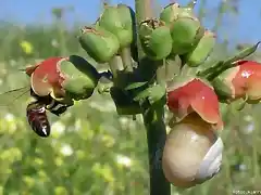 caracol compitiendo