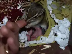 Tecusina comiendo y crias mamando3