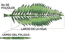 MUESTREO FOLIAR - copia