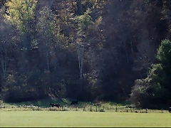 CaseBanner