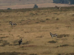 Suikerbosrand Nature Reserve 9-05-09 040 Suikerbosrand Nature Reserve 9-05-09 040