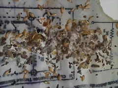 IMAG1136