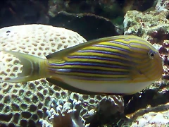 Acanthurus lineatus