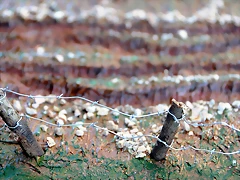 DSC_0617 DSC_0617
