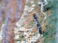 DSC_0619 DSC_0619