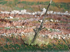 DSC_0679 DSC_0679