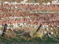 DSC_0678 DSC_0678