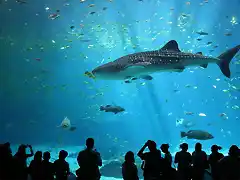 800px-Male_whale_shark_at_Georgia_Aquarium