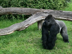 Zoo Berlin 25-06-11 1516 Zoo Berlin 25-06-11 1516