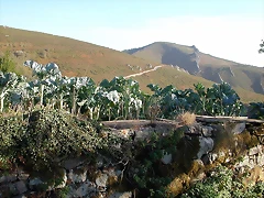 DSCN7926 DSCN7926