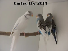 pollos (3)  16-3-11
