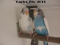 pollos (2) 16-3-11