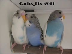 pollos 16-3-11