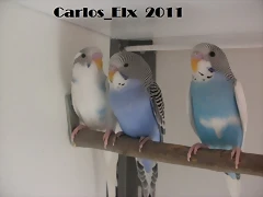 pollos (5)  16-3-11