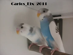 pollos (4)  16-3-11