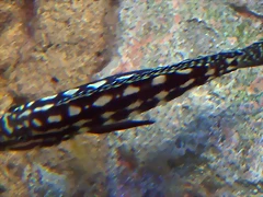 Julidochromis marlieri 3 (24-3-15 Loro Parque) Julidochromis marlieri 3 (24-3-15 Loro Parque)