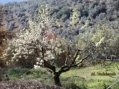 06, peral en flor, marca