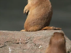 Zoo de Barcelona 282 Zoo de Barcelona 282