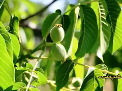 12, nueces madurando, marca