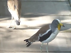 Vanellus albiceps (2-7-16 Zoo de San Diego) Vanellus albiceps (2-7-16 Zoo de San Diego)