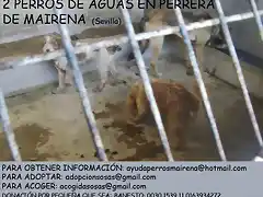 2 perros PERRERA MAIRENA (Sevilla)