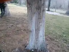 Troco Cupressus macrocarpa