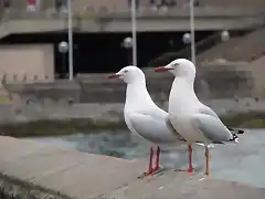 gaviotas