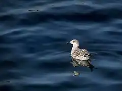 en el mar la vida es mas sabrosa