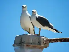 amigas inseparables