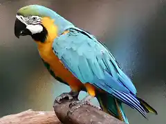 guacamayo