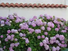 hortensias