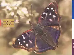 MARIPOSA02