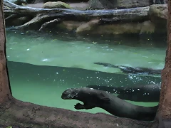 Zoos Duisburg y Krefeld 02-10-09 557 Zoos Duisburg y Krefeld 02-10-09 557