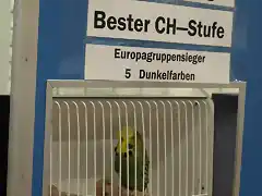 5. Europagruppensieger-DunkelFarben&Bester Jungvogel