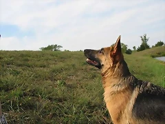 Las%20diez%20razas%20de%20perros%20mas%20inteligentes%20del%20mundo%203