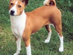 basenji