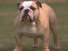 bulldog74