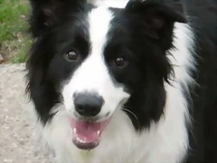 border-collie1