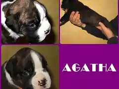 agatha presentacion