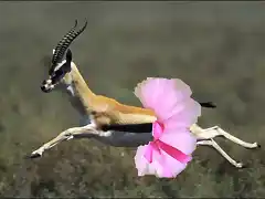 gazelle-picture