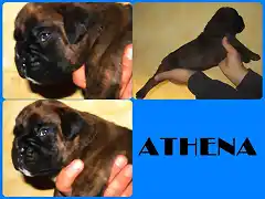 ATHENA PRESENTACION