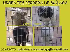 urgentes perrera de Mlaga jpg