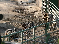 Zoo de Barcelona 09-02-11 600 Zoo de Barcelona 09-02-11 600