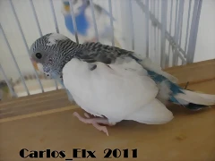 1 pollo 23-2-11