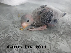 5 pollo  23-2-11