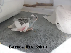 2 pollo  23-2-11